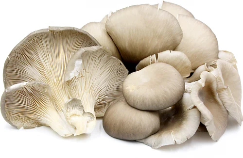 What is Oyster Mushroom Powder Used For?